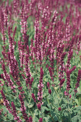 Salvia Rose Queen
