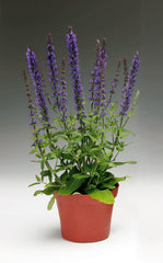 Salvia Adora Blue
