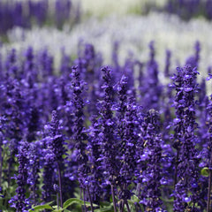 Salvia Victoria Blue