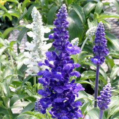 Salvia Rhea Blue