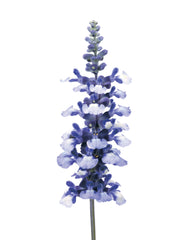 Salvia Fairy Queen