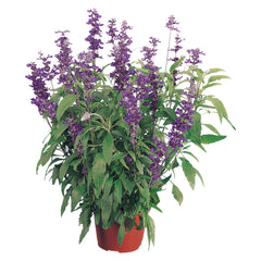 Salvia Evolution Deep Violet
