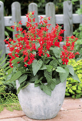 Salvia Hummingbird Lady in Red