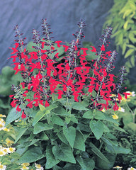 Salvia Hummingbird Forest Fire