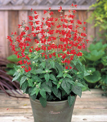 Salvia Summer Jewel Red
