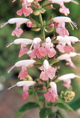 Salvia Summer Jewel Pink AAS