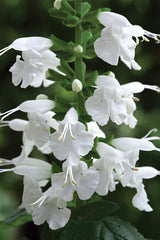 Salvia Summer Jewel White