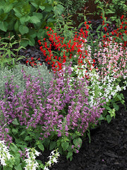 Salvia Summer Jewel Mix