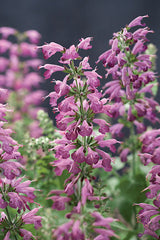 Salvia Summer Jewel Lavender