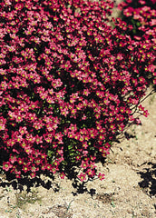 Saxifraga Purple Robe