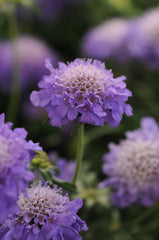 Scabiosa Blue Note