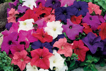 Petunia Limbo GP Full Mixture PLT