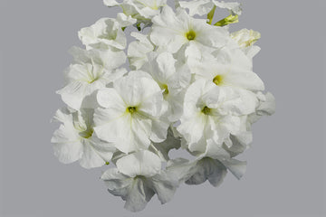 Petunia Limbo GP White PLT