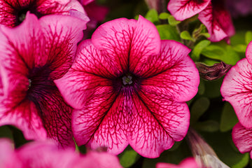 Petunia Limbo GP Plum PLT