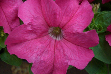 Petunia Limbo GP Rose PLT