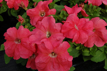 Petunia Limbo GP Salmon PLT