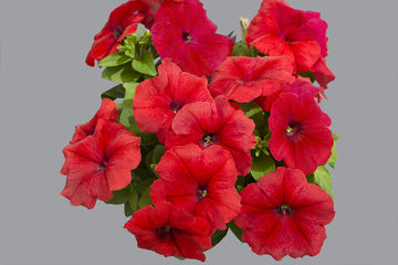 Petunia Limbo GP Red PLT