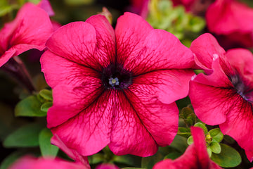 Petunia Limbo GP Burgundy PLT