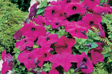 Petunia Limbo GP Violet PLT