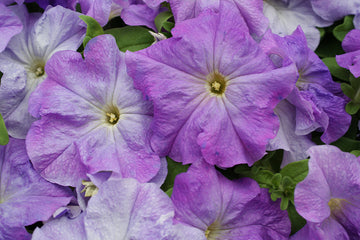 Petunia Limbo GP Sky Blue PLT