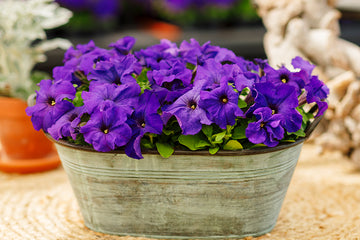 Petunia Limbo GP Blue PLT
