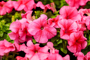 Petunia Limbo GP Rose Veined PLT