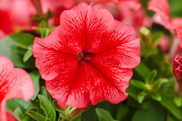 Petunia Limbo GP Red Veined PLT