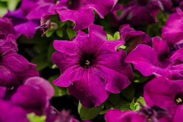 Petunia Limbo GP Deep Purple PLT