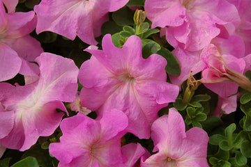 Petunia Limbo GP Sweet Pink PLT