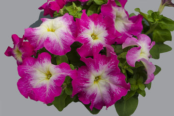 Petunia Limbo GP Rose Morn PLT