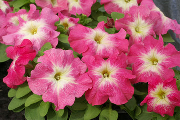 Petunia Limbo GP Salmon Morn PLT
