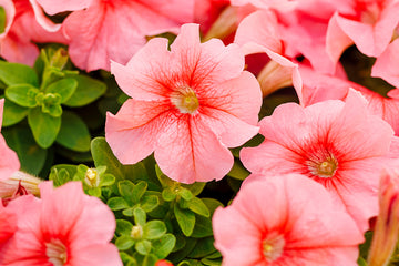 Petunia Limbo GP Peach PLT
