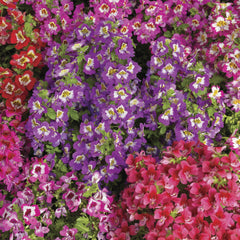 Schizanthus Atlantis Mix