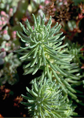 Sedum Oracle PLT