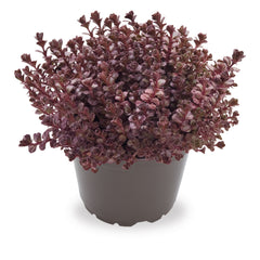 Sedum Voodoo PLT