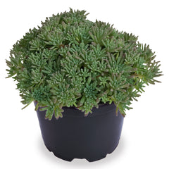 Sedum Lizard