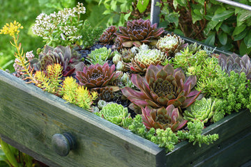 Sempervivum Hippie Chicks ApeX PLT