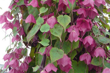 Rhodochiton Rhodos