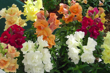 Snapdragon Twinny Mix