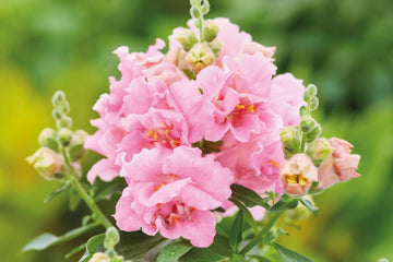 Snapdragon Twinny Rose
