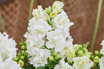 Snapdragon Twinny White