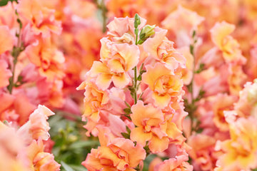 Snapdragon Twinny Bronze