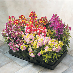 Snapdragon Floral Showers Bicolor Mix