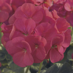 Geranium Maverick Coral