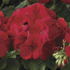 Geranium Maverick Scarlet