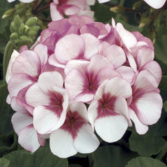 Geranium Maverick Star
