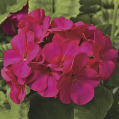 Geranium Maverick Violet