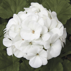 Geranium Maverick White