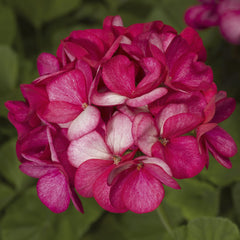Geranium Maverick Violet Picotee