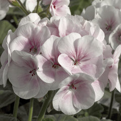 Geranium Maverick Appleblossom